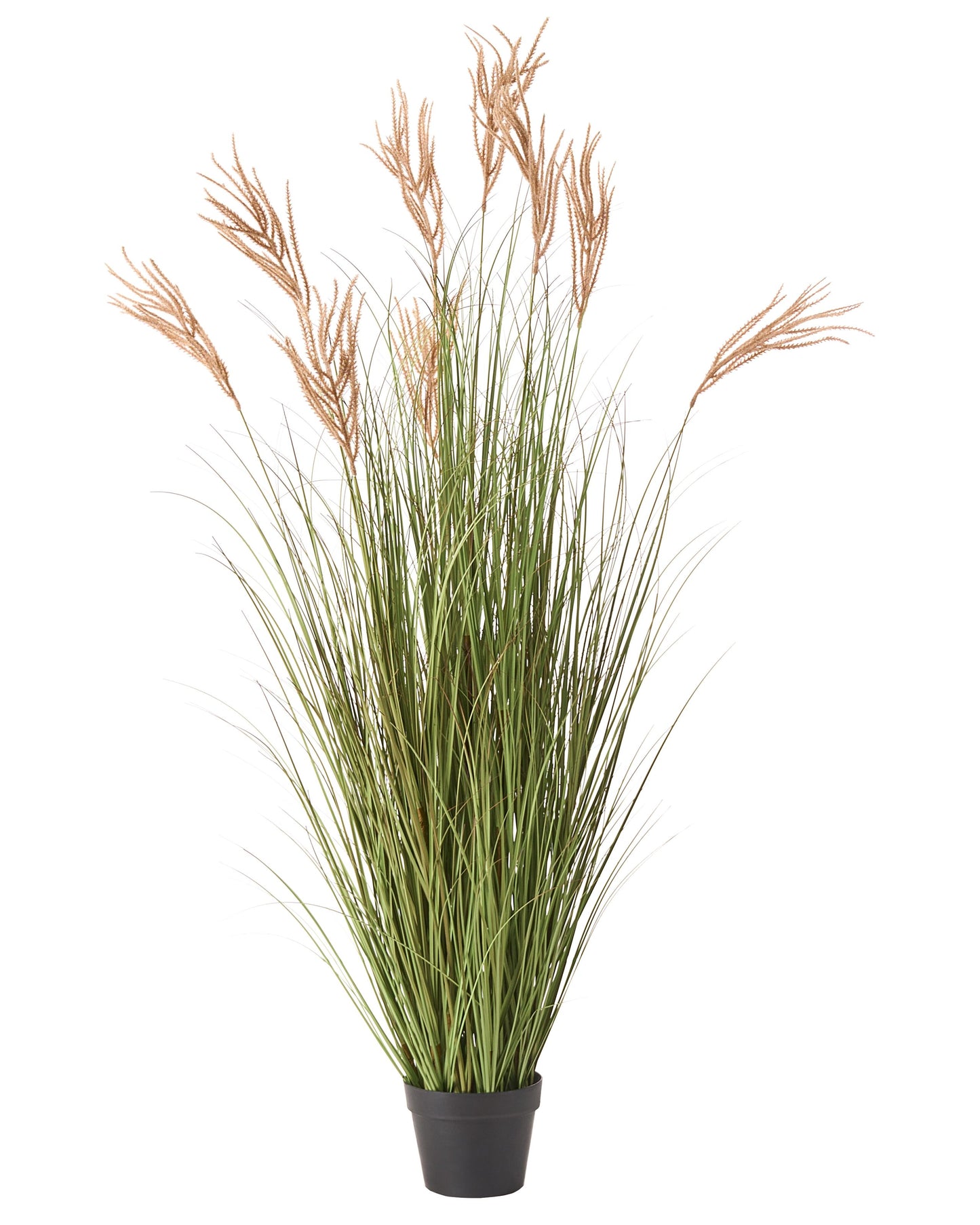Fox Tail Green Brown Artificial Plant In Black Pot 150cm