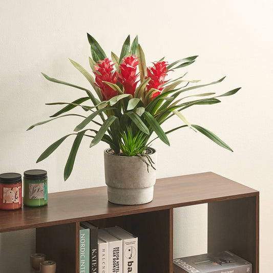 Faux Guzmania Plant Red Bloom Indoor Decor