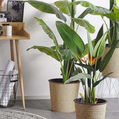 Strelitzia Tree Artificial 115cm Green Black LowMaintenance