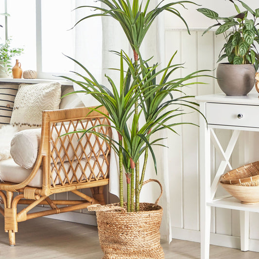 Green Artificial Dracaena 147cm Tall Potted Indoor Plant