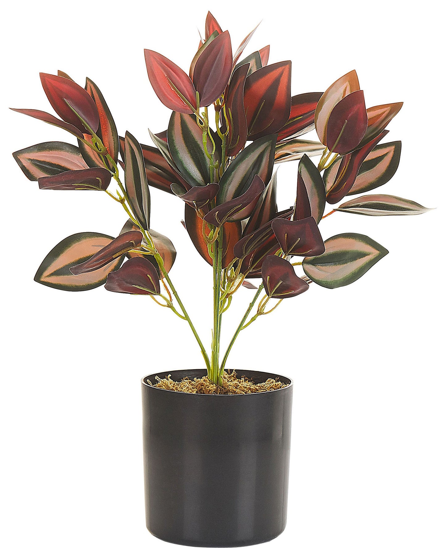 Tradescantia Plant In Black Pot 35cm Green Burgundy