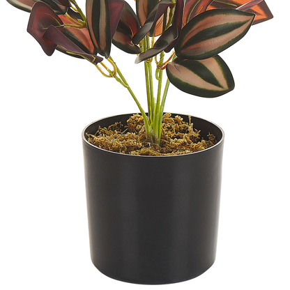 Tradescantia Plant In Black Pot 35cm Green Burgundy