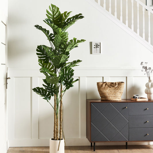 Monstera Plant 221cm Tall Green and Black Indoor Decor