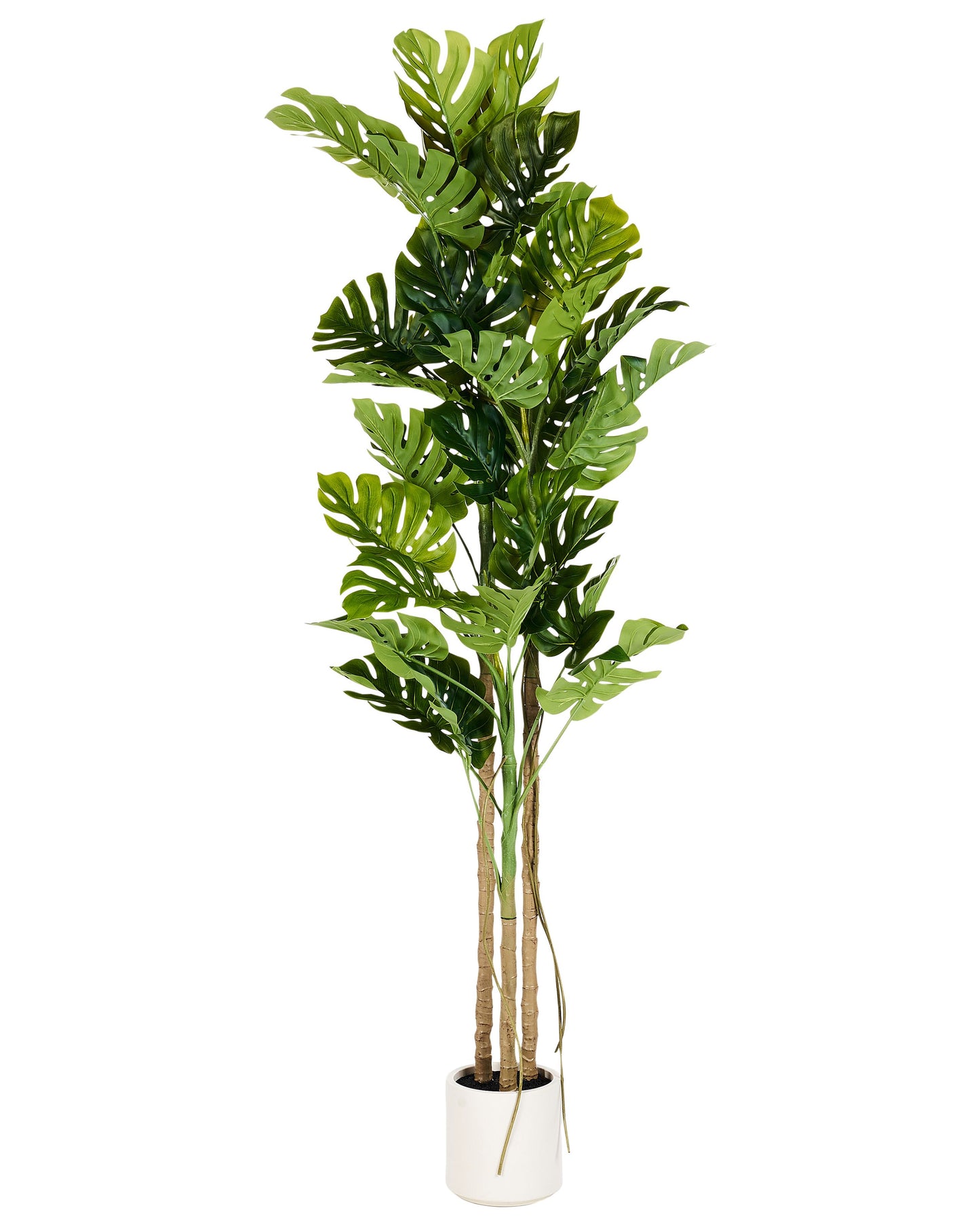 Monstera Plant 221cm Tall Green and Black Indoor Decor