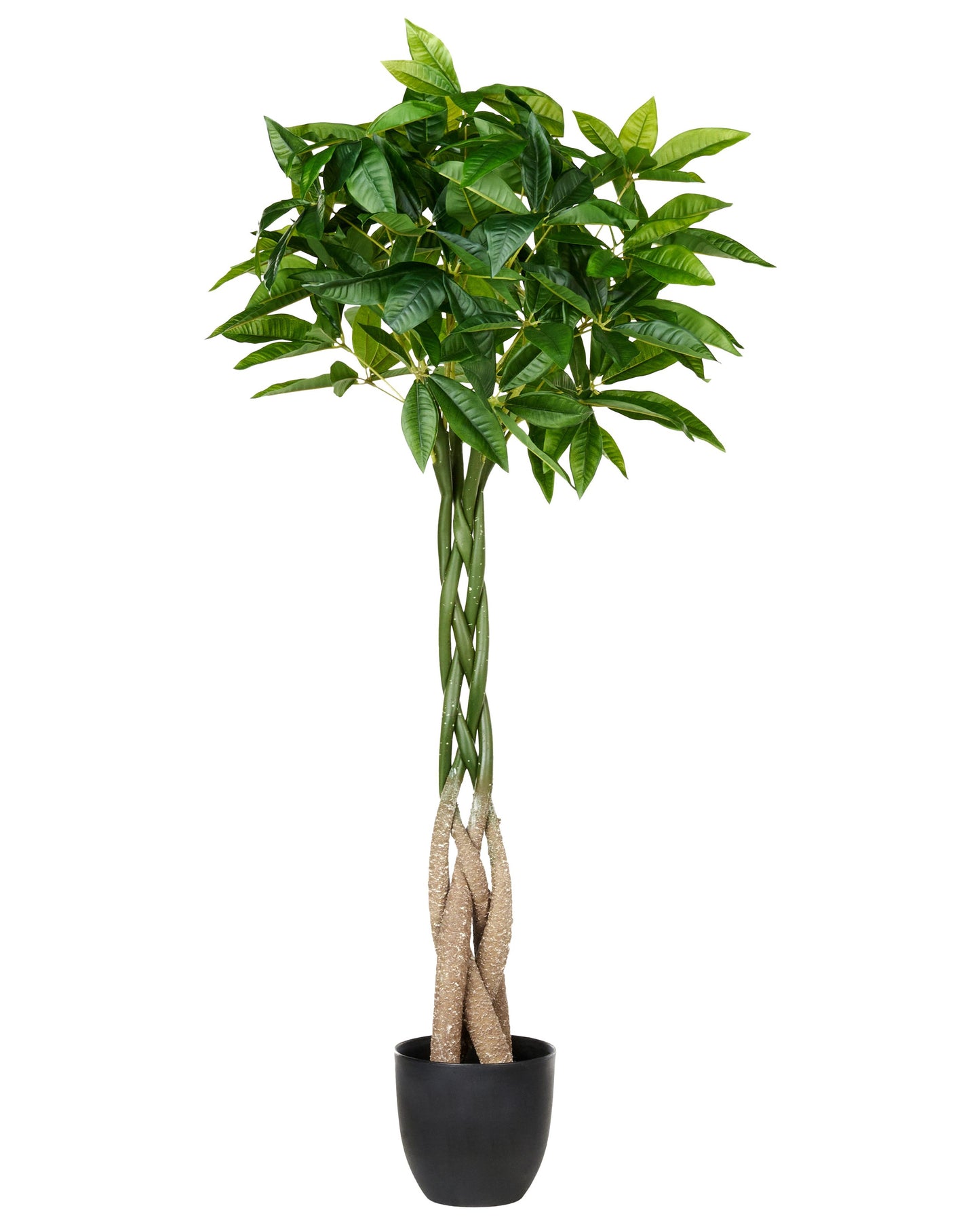 120cm Green Pachira Tree in Black Pot Braided Root Decor