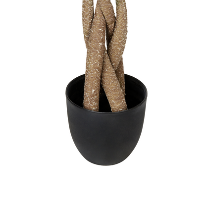 120cm Green Pachira Tree in Black Pot Braided Root Decor